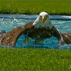 Badender Seeadler