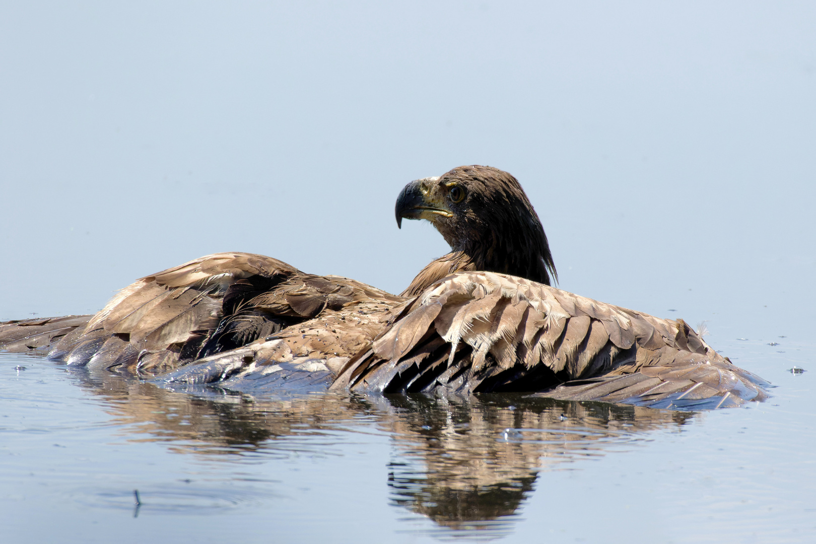 Badender Seeadler (Haliaeetus albicilla), juvenil 