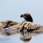 Badender Seeadler (Haliaeetus albicilla), juvenil 