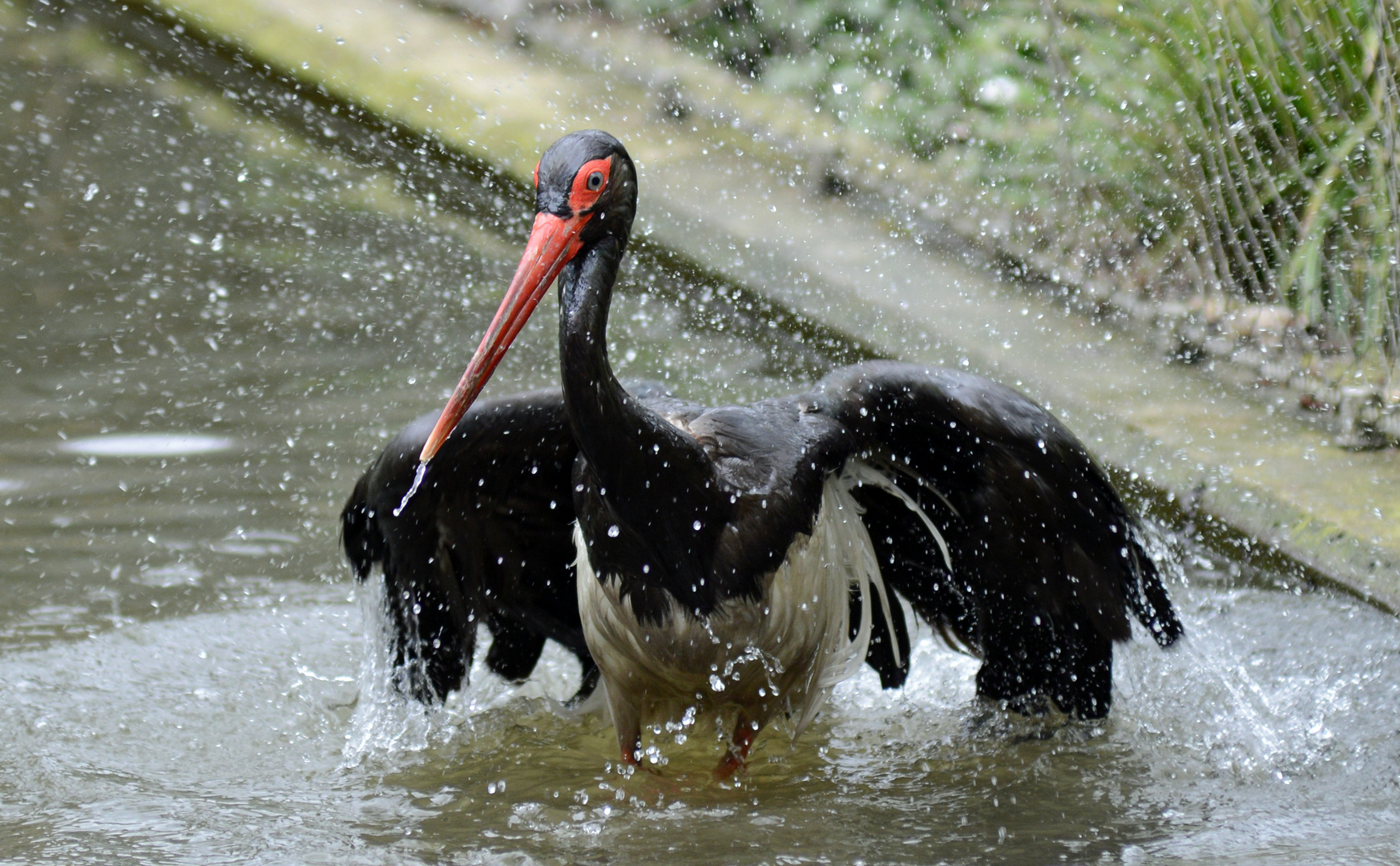 Badender Storch