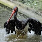 Badender Storch