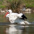 Badender Storch