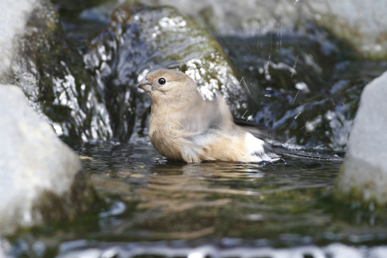 badender Teenager II, Dompfaff (Pyrrhula pyrrhula F)