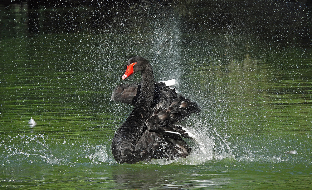 Badender Trauerschwan