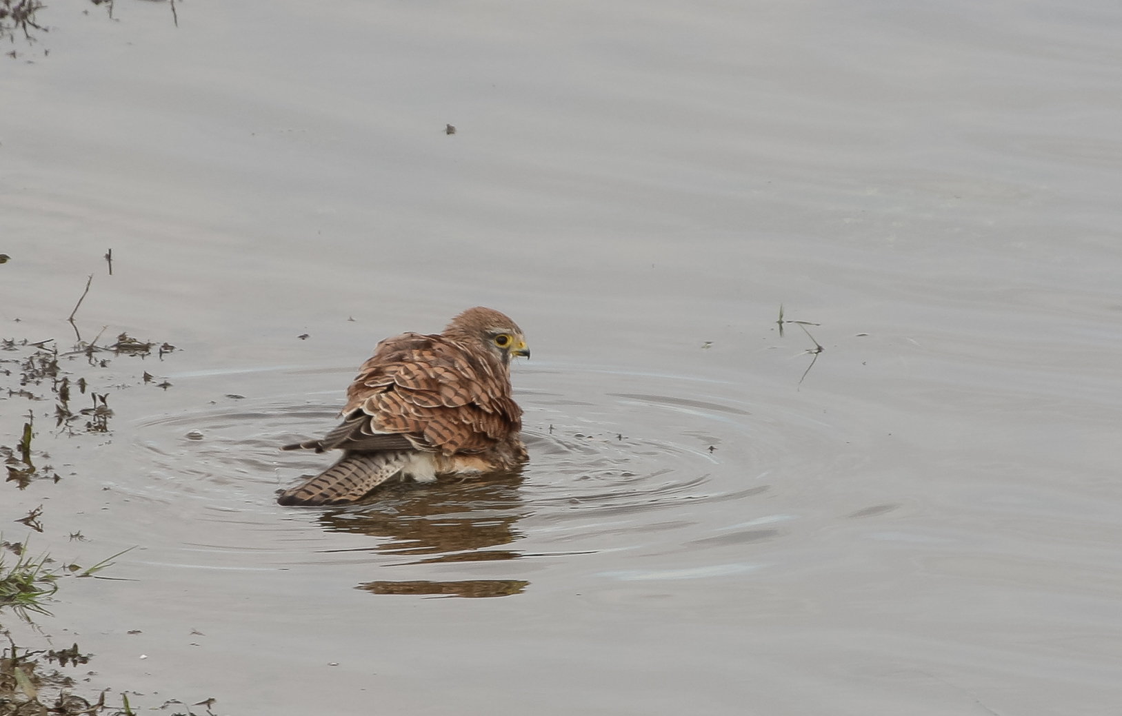 Badender Turmfalke