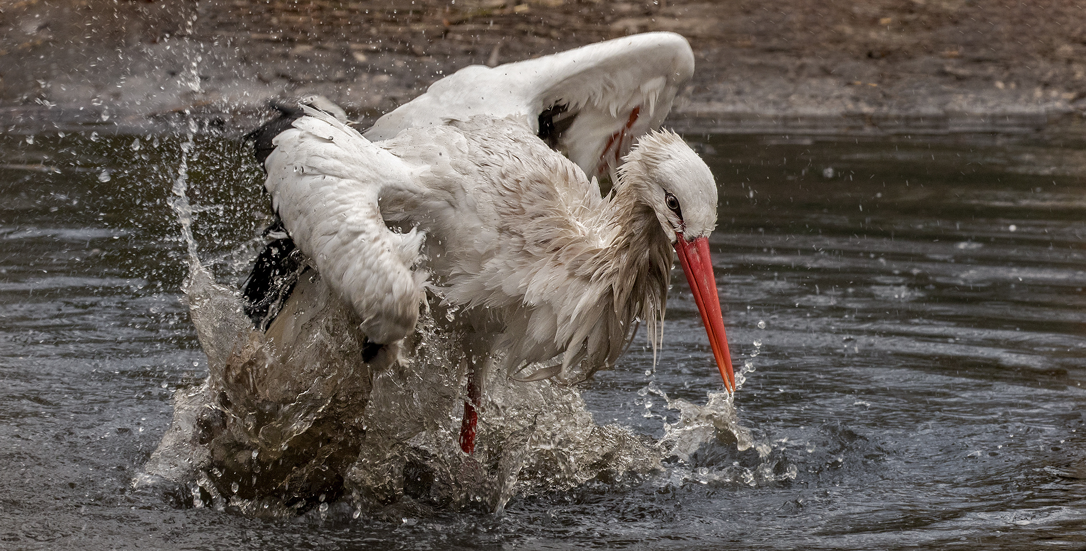 Badender Weißstorch 001