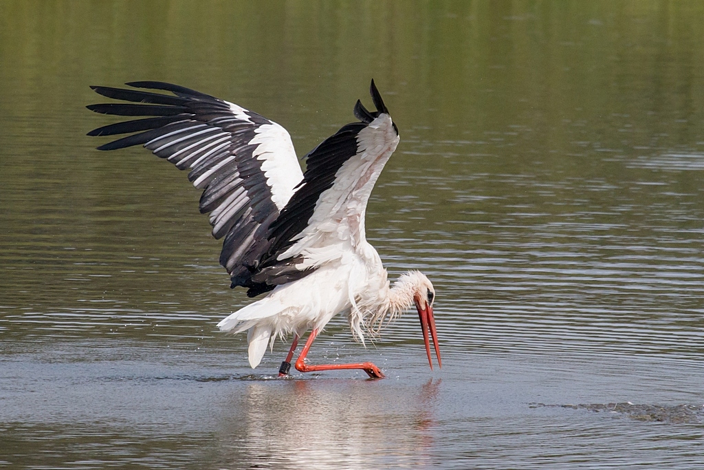 Badender Weißstorch