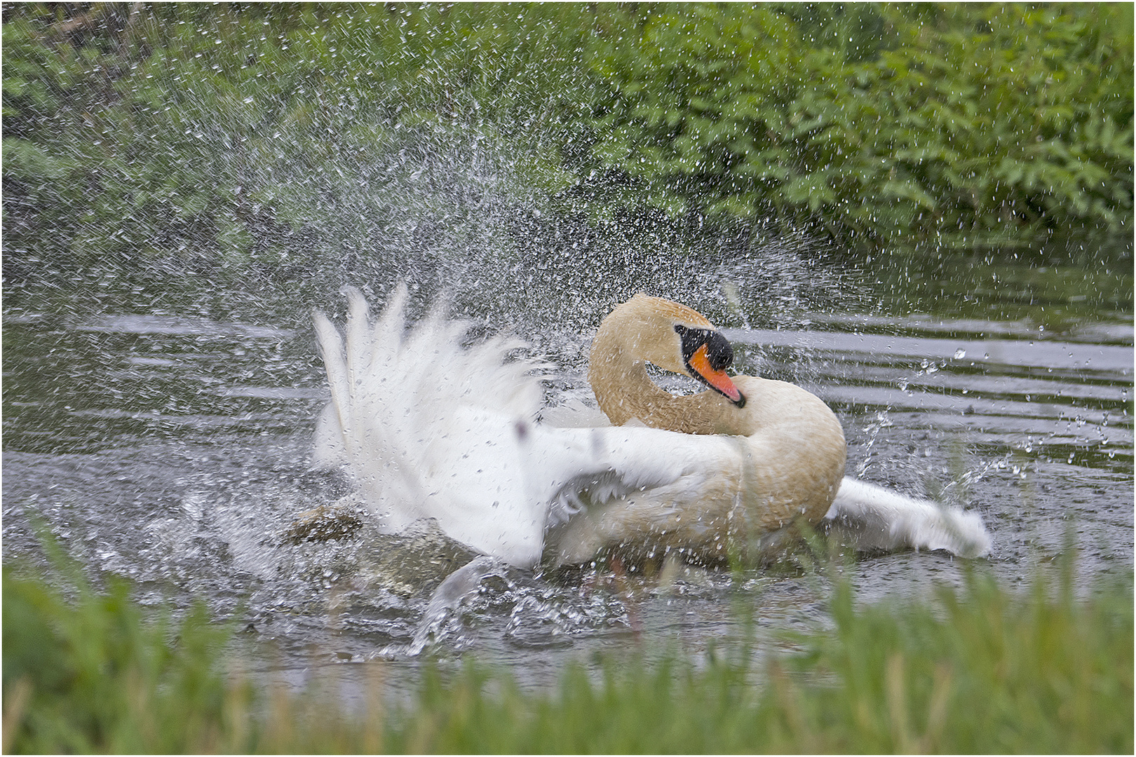 Badeorgie im Dauerregen hatte der Höckerschwan (Cygnus olor) . . .