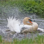 Badeorgie im Dauerregen hatte der Höckerschwan (Cygnus olor) . . .