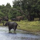 Badeplatz am Chobe