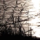 Badeplatz am Untersee II