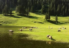 Badeplatz für Kühe