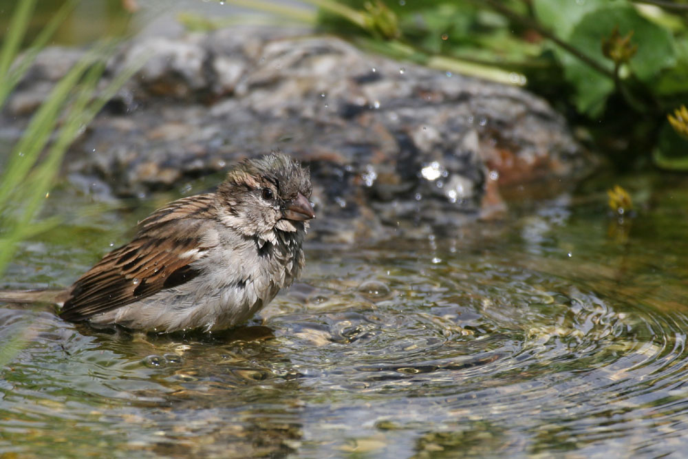 Badeplausch