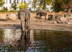 Badespaß (1) Zoo Leipzig
