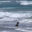 Badespaß am Grotto Beach bei Hermanus