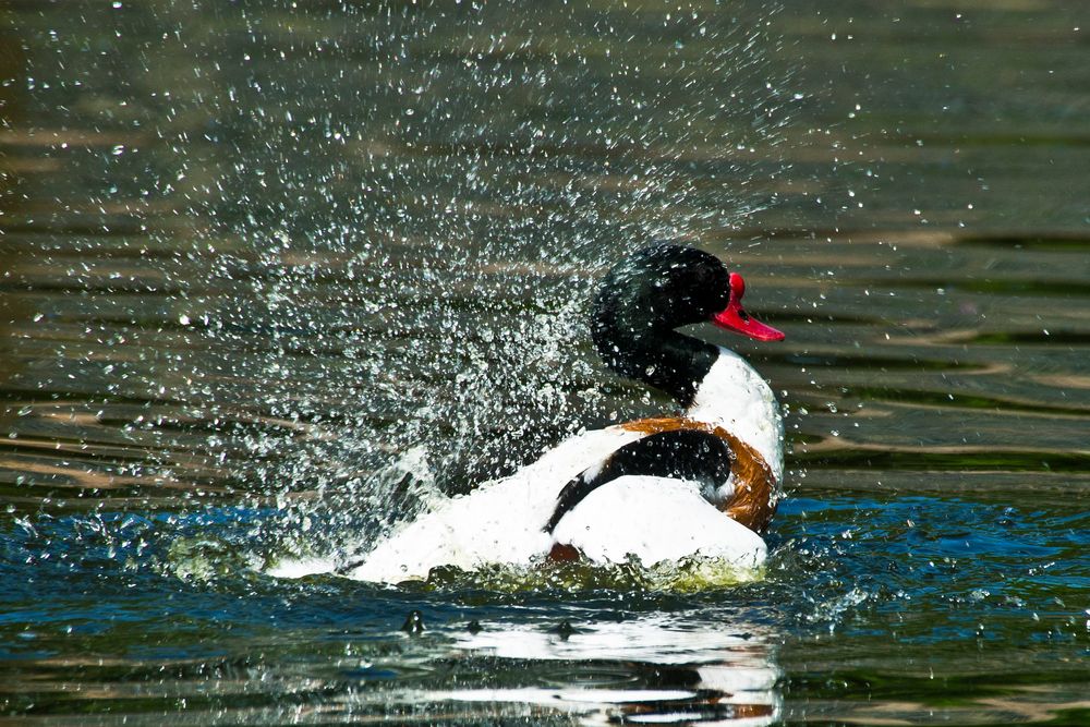 Badespaß am Morgen / Wildpark Tannenbusch Dormagen / 23.04.2015