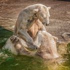 Badespaß bei den Eisbären