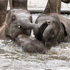 Badespaß bei den Elefanten