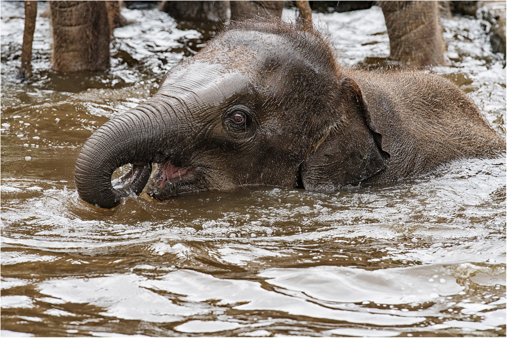 Badespaß bei den Elefanten