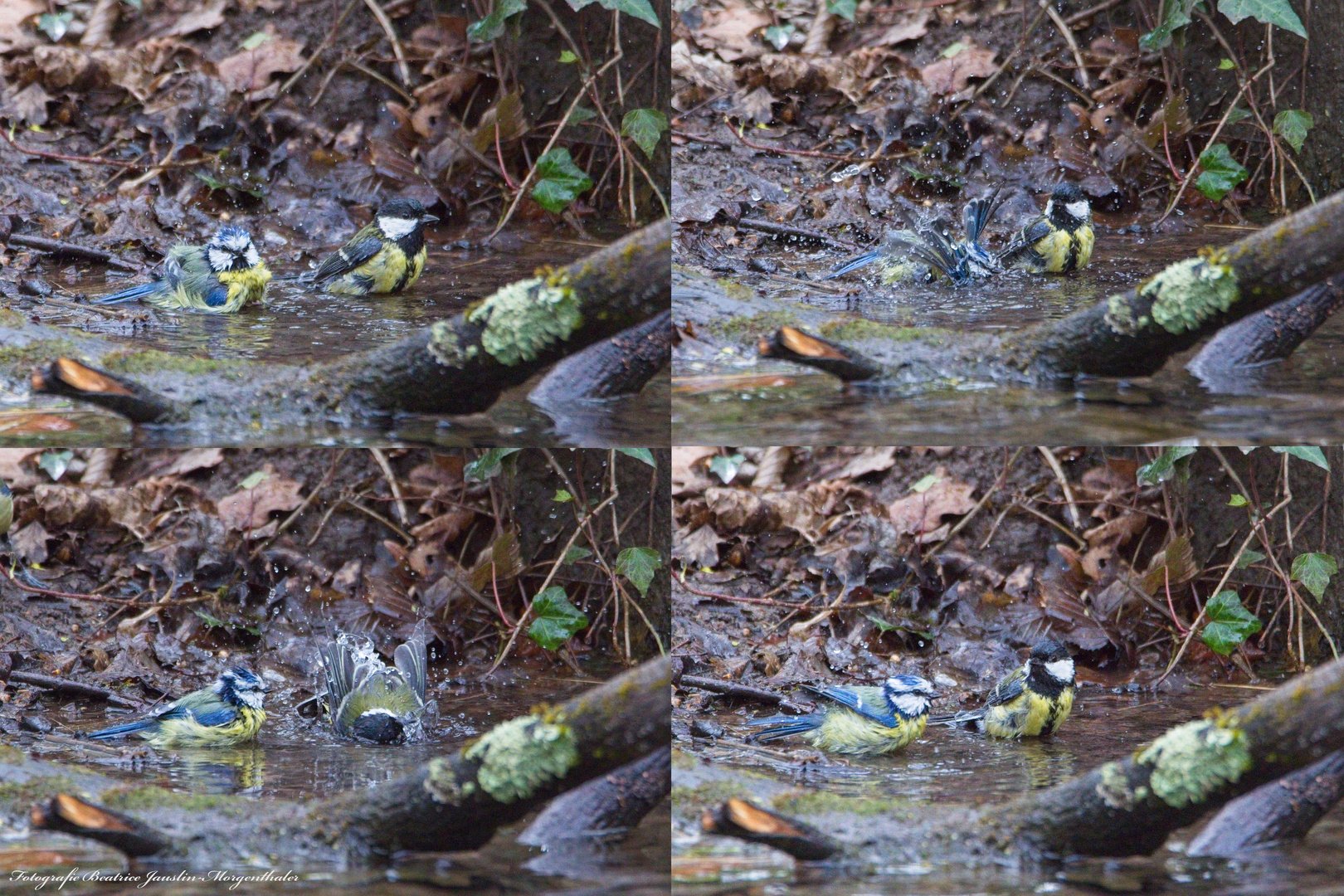 Badespass Blau- und Kohlmeise