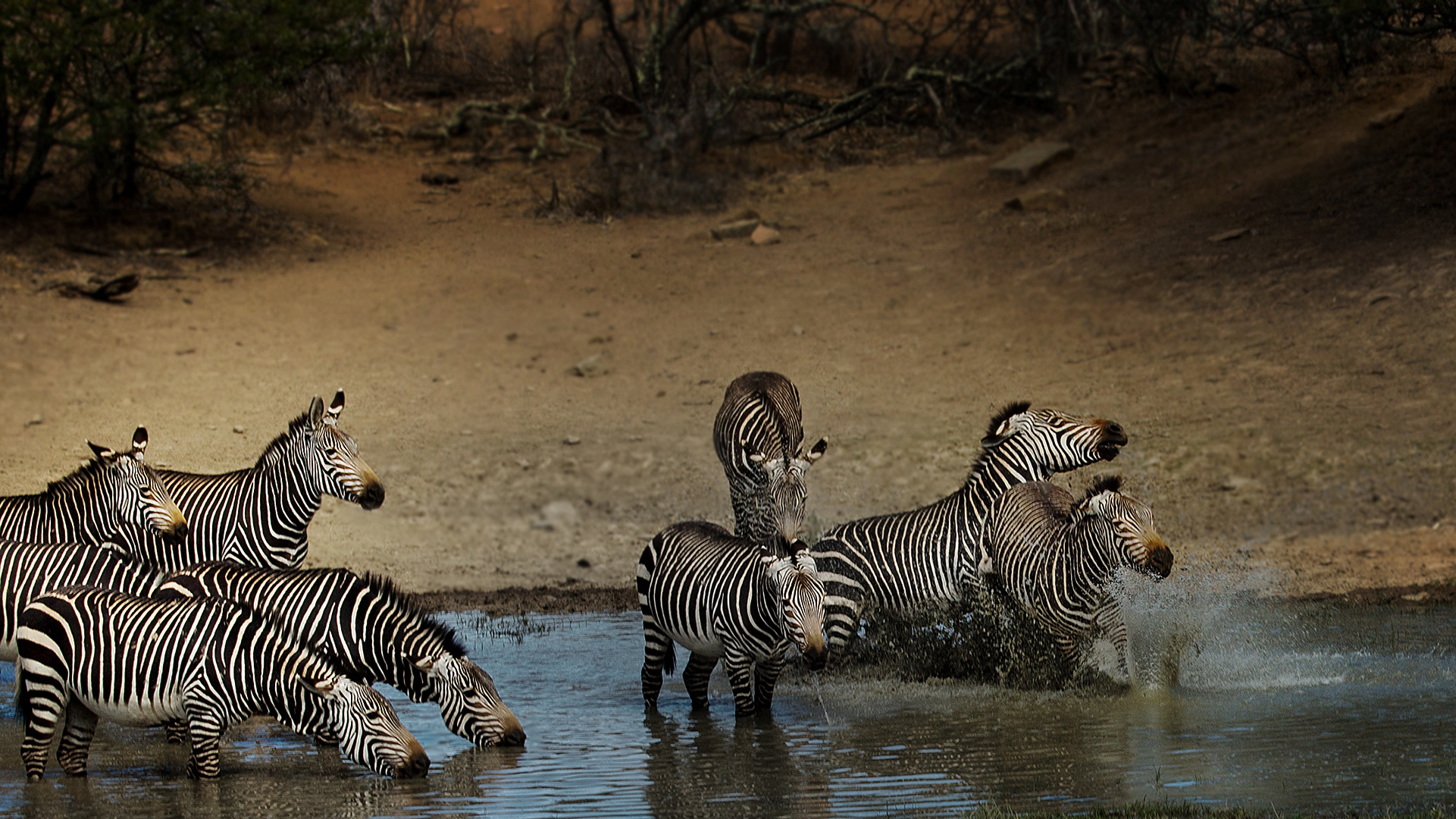 Badespass der Bergzebras