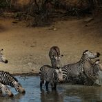 Badespass der Bergzebras