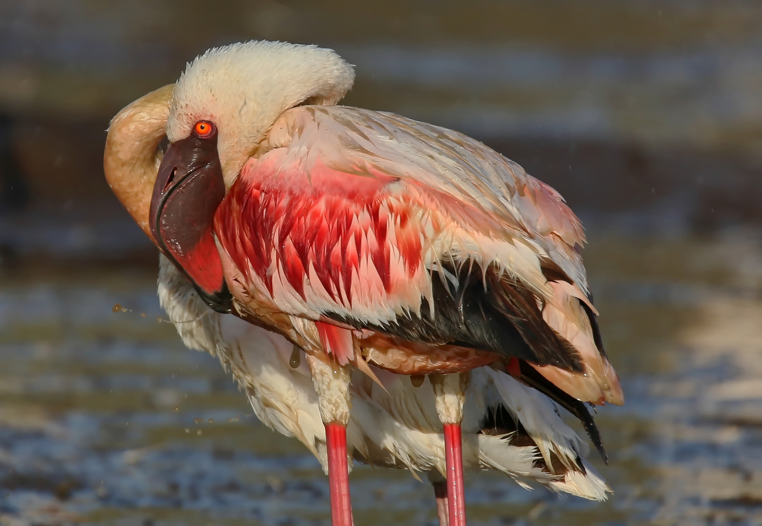 ...Badespaß des Zwergflamingos....