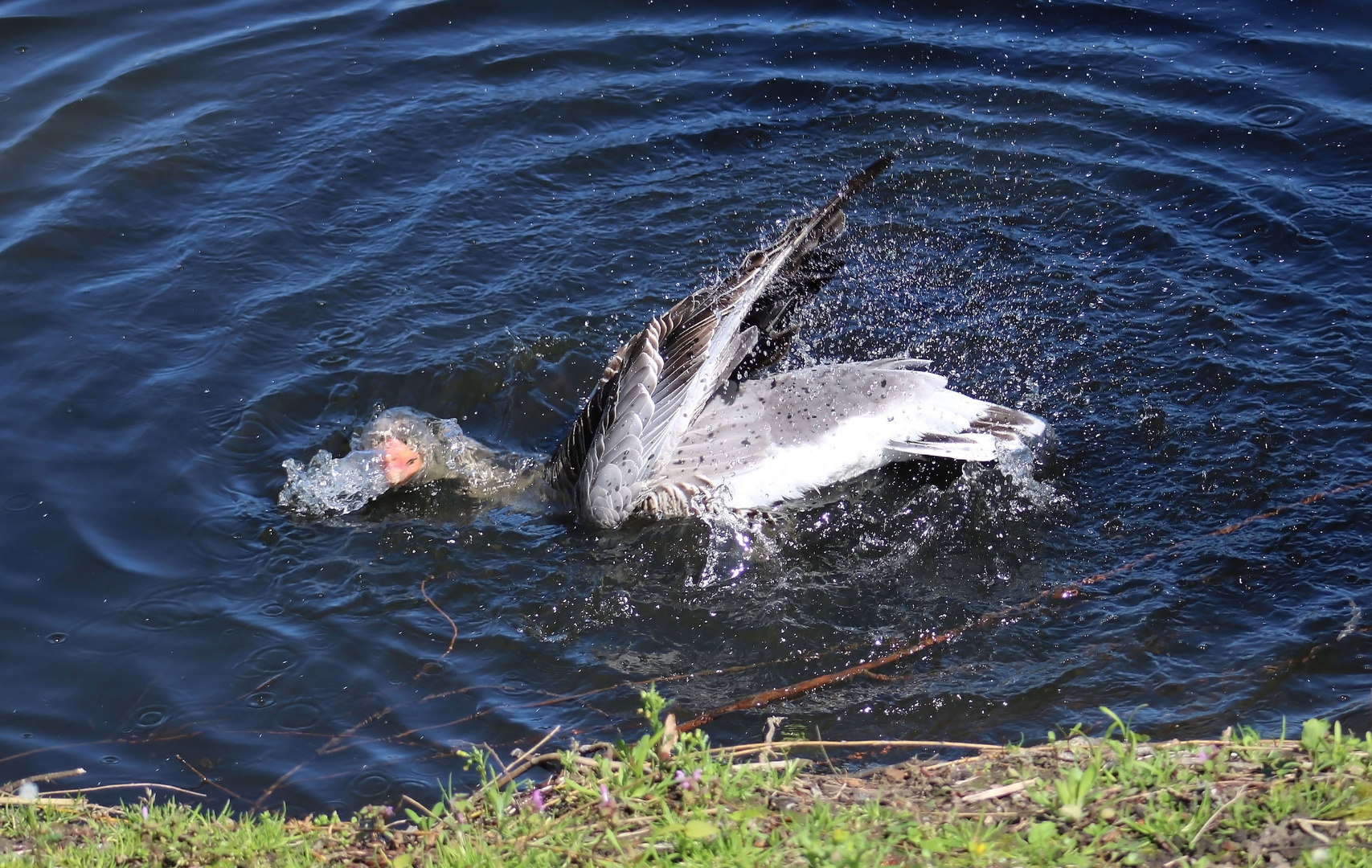 Badespaß einer Gans