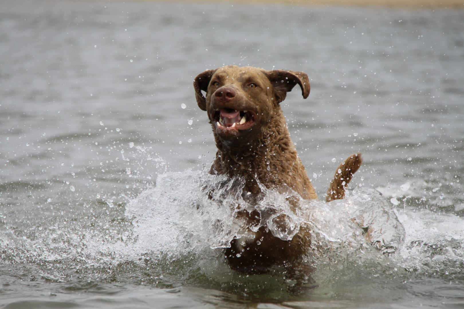 Badespaß eines Retrievers (Chesapeake Bay Retriever)