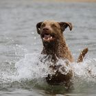 Badespaß eines Retrievers (Chesapeake Bay Retriever)