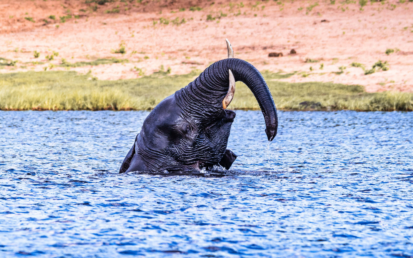 Badespass im Chobe-River1