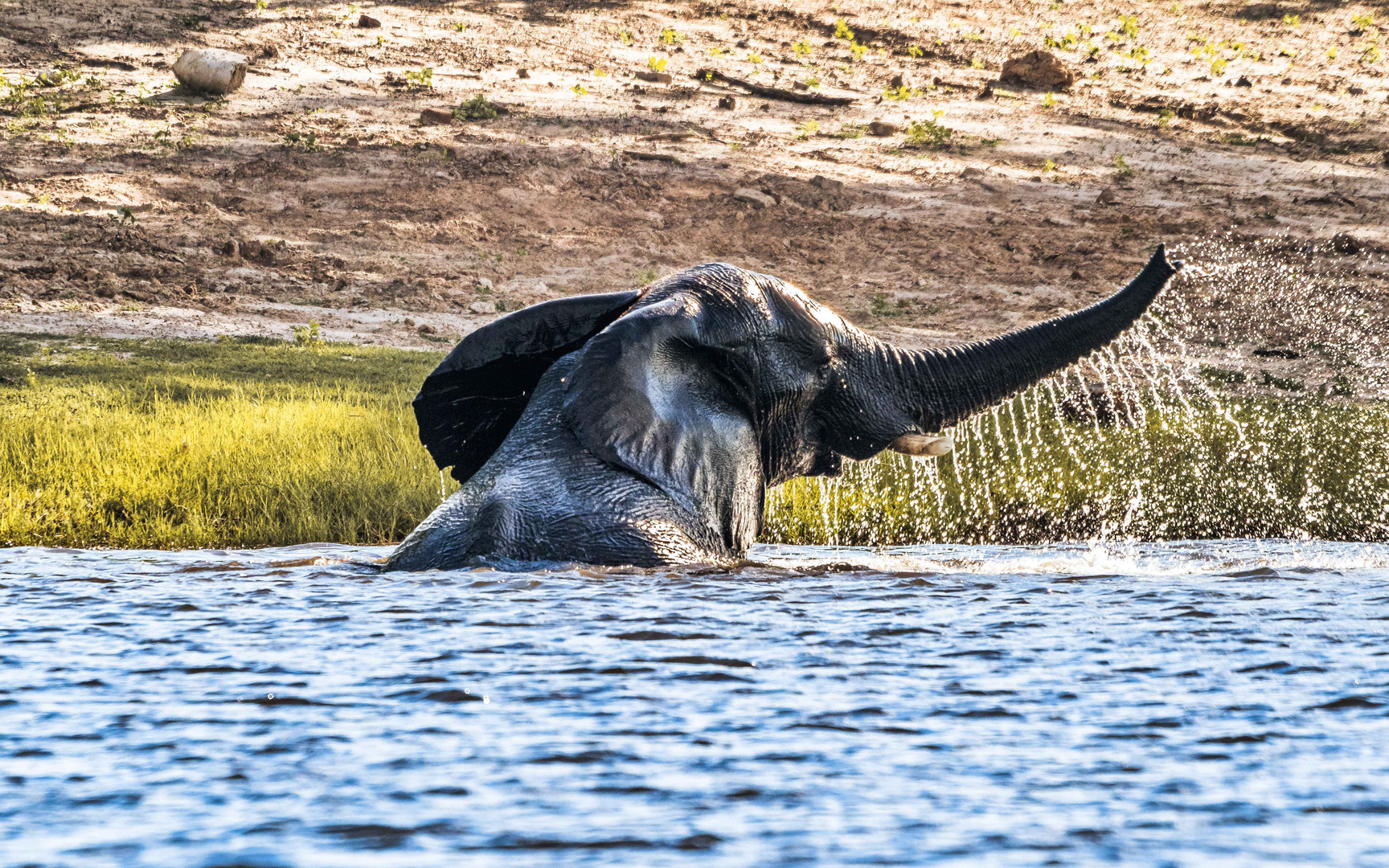 Badespass im Chobe-River2