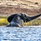 Badespass im Chobe-River2