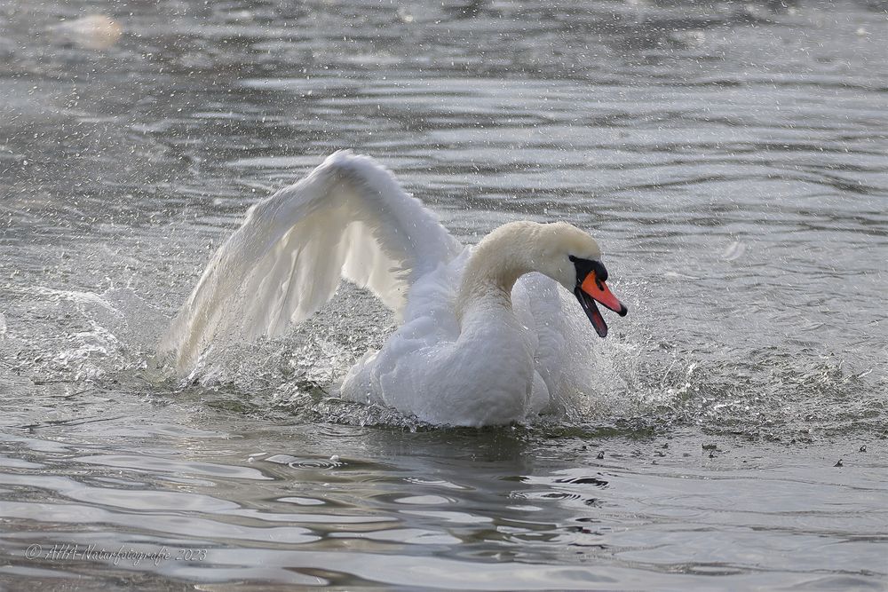 Badespaß im Eiswasser