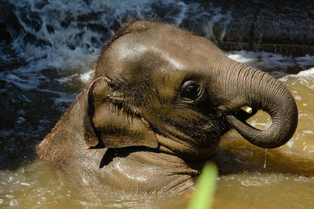 Badespaß im Elefantengehege ...
