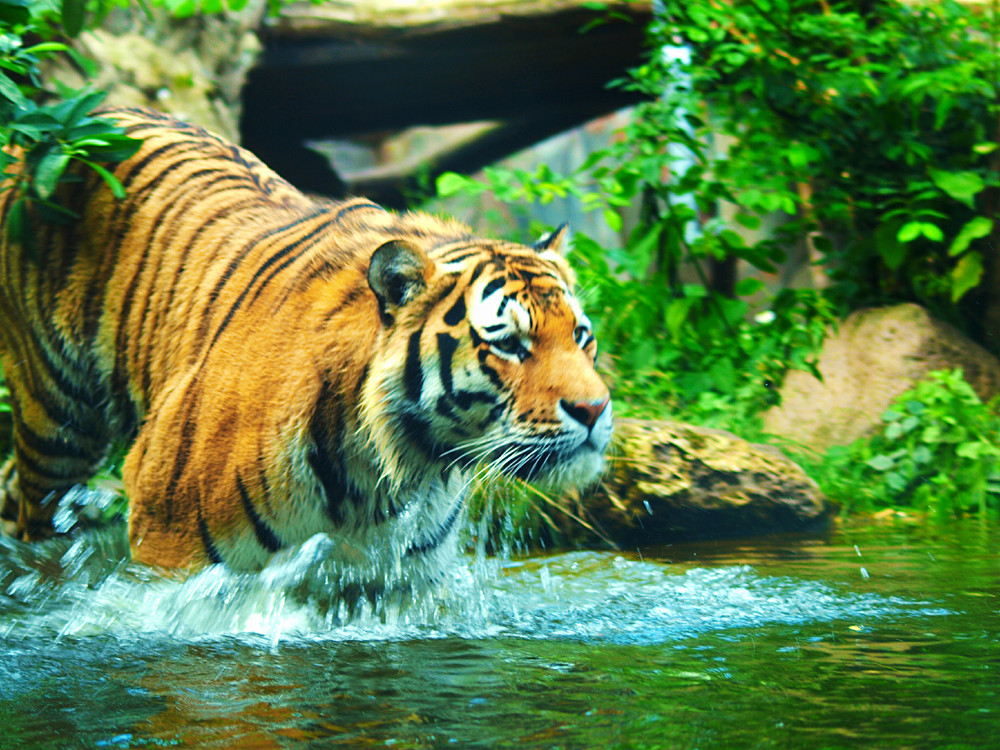 Badespaß im Leiziger Zoo