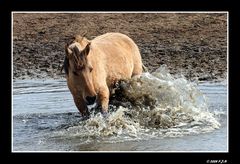 Badespaß im Wasserloch.