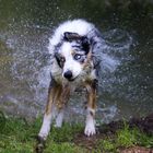 Badespaß im Weiher - Fay nach einem Vollbad