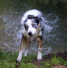 Badespaß im Weiher - Fay nach einem Vollbad