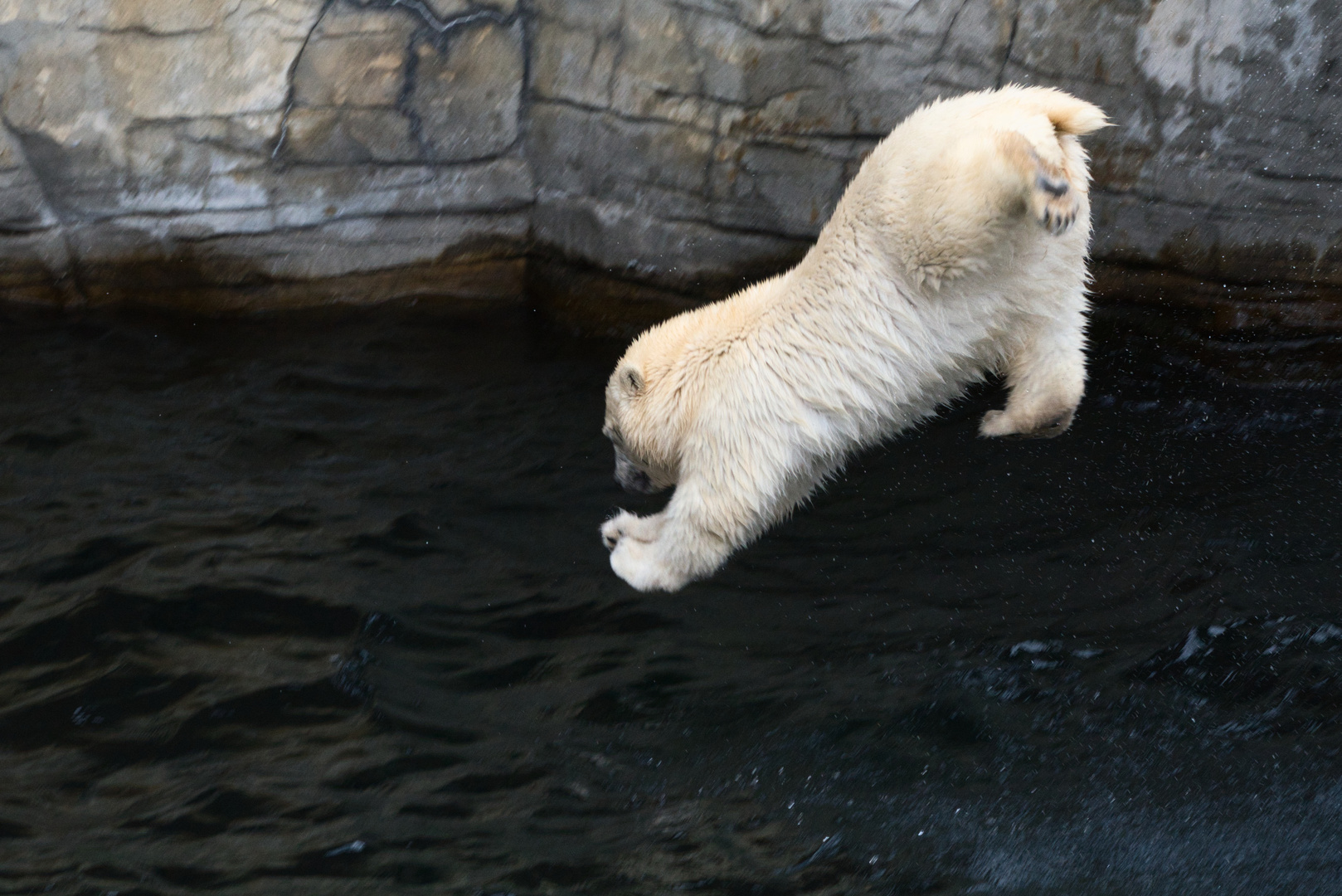 Badespass im Zoo Hannover