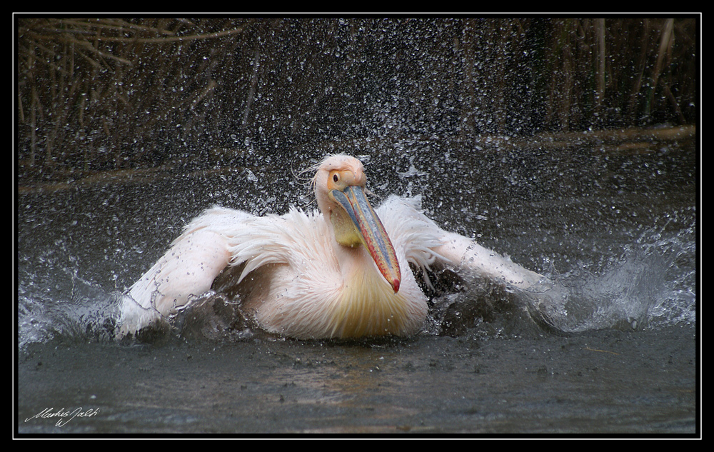 Badespass im Zooteich