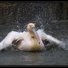 Badespass im Zooteich