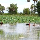 badespass in cambodia