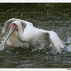 Badespaß in der Gruga, Essen - Schmalschnabellöffler (Platalea alba)