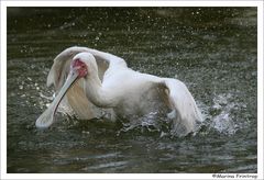 Badespaß in der Gruga, Essen - Schmalschnabellöffler (Platalea alba)