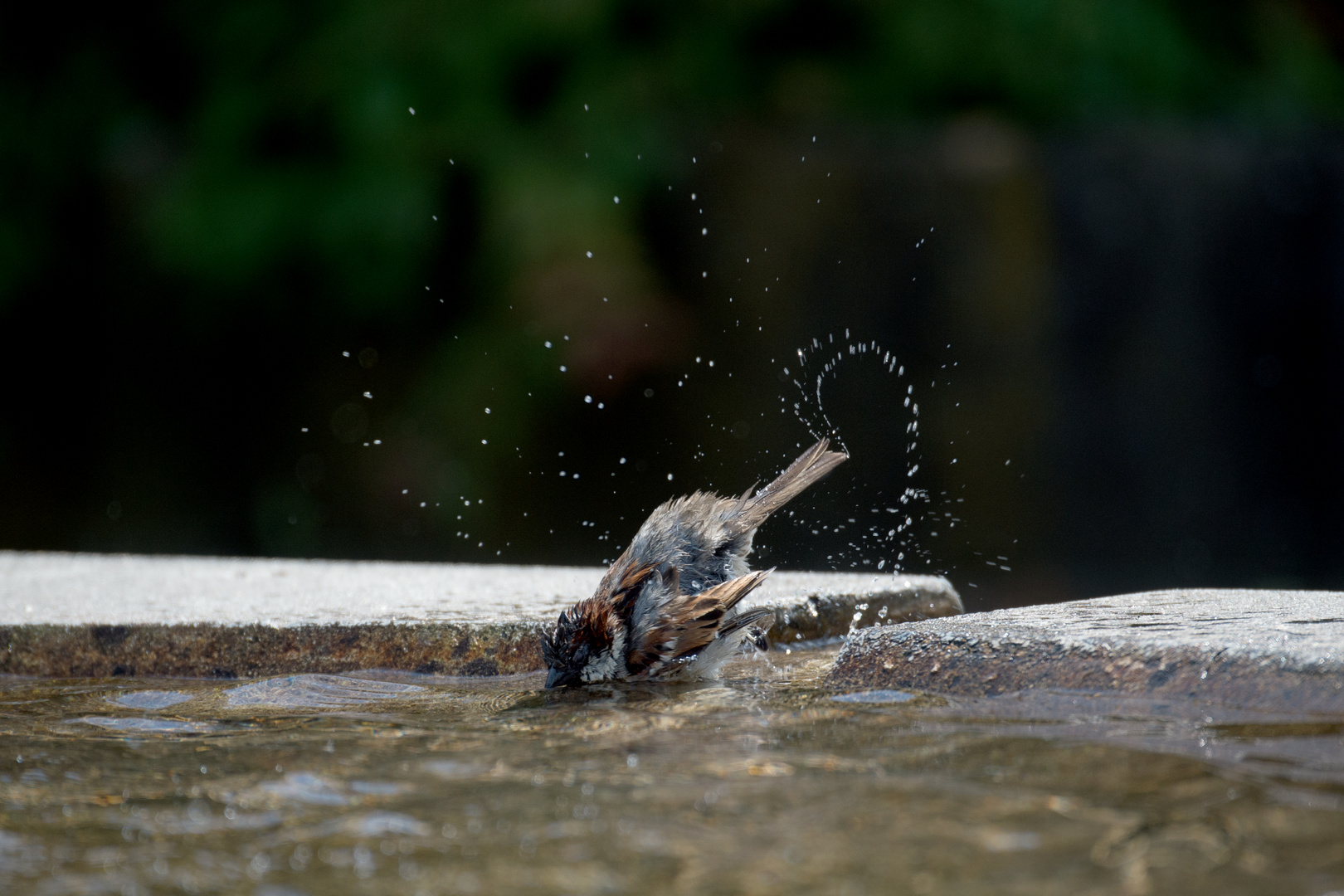 Badespass zum Sommeranfang