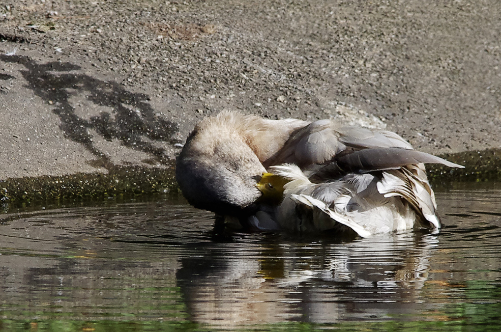 ..Badetag auf dem Killesberg 1