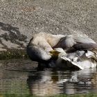 ..Badetag auf dem Killesberg 1