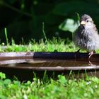 Badetag, Bathing day, día de baño