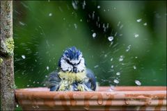 Badetag bei den Blaumeisen